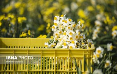 برداشت گل نرگس درساری