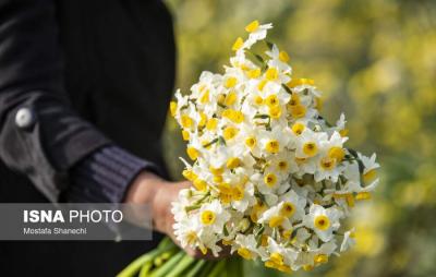 برداشت گل نرگس درساری