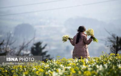 برداشت گل نرگس درساری