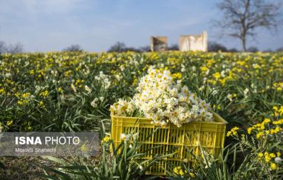 برداشت گل نرگس درساری