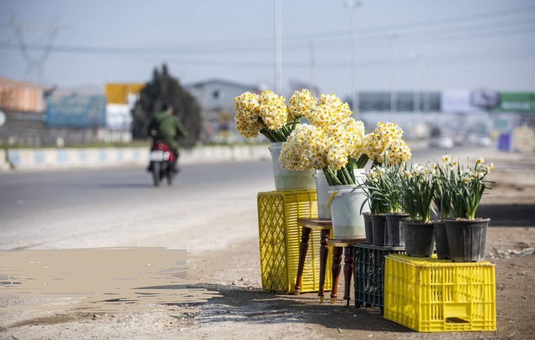 برداشت گل نرگس درساری