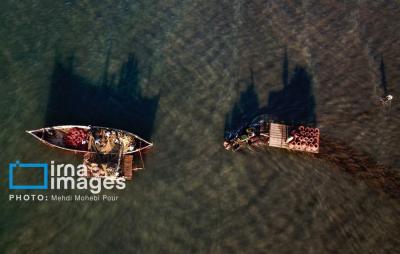 صیدماهی درخزر