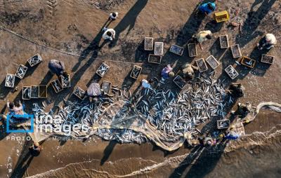 صیدماهی درخزر