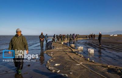 صیدماهی درخزر