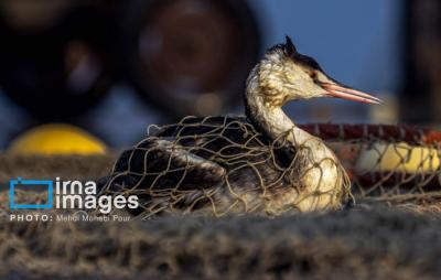 صیدماهی درخزر