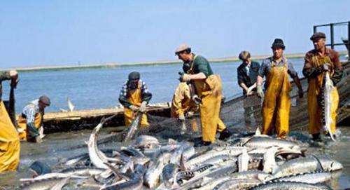 صیدماهی درخزر