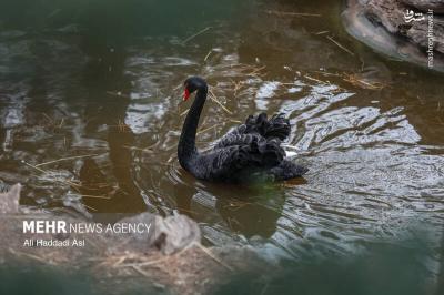 باغ پرندگان