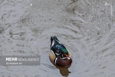 باغ پرندگان