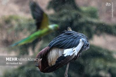 باغ پرندگان