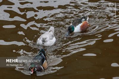 باغ پرندگان