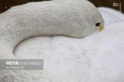 باغ پرندگان