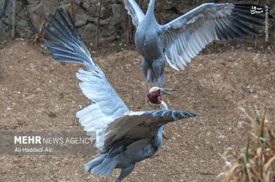 باغ پرندگان
