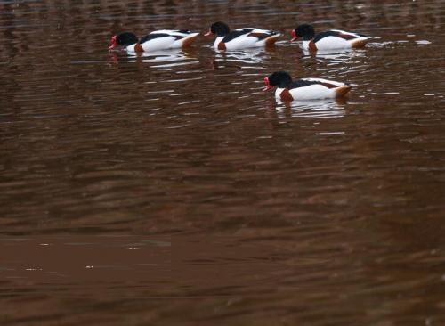 باغ پرندگان