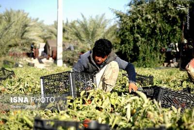 برداشت گوجه فرنگی خارج ازفصل