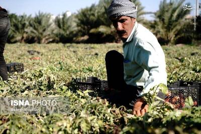 برداشت گوجه فرنگی خارج ازفصل