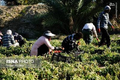 برداشت گوجه فرنگی خارج ازفصل