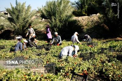 برداشت گوجه فرنگی خارج ازفصل