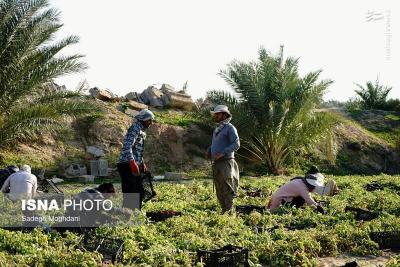 برداشت گوجه فرنگی خارج ازفصل