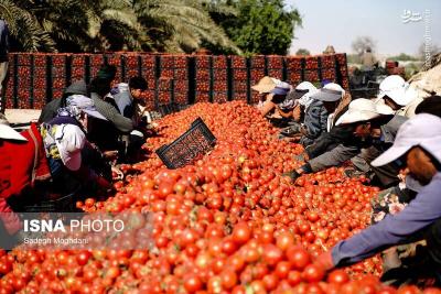 برداشت گوجه فرنگی خارج ازفصل