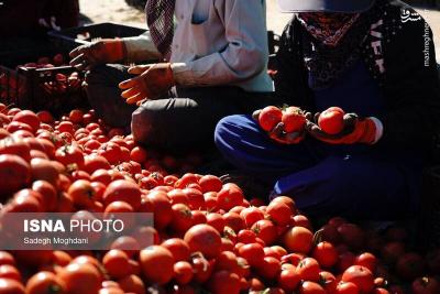 برداشت گوجه فرنگی خارج ازفصل