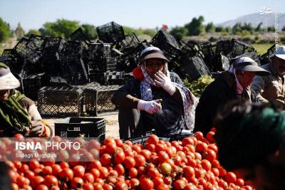 برداشت گوجه فرنگی خارج ازفصل
