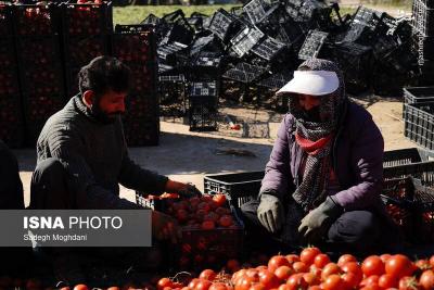 برداشت گوجه فرنگی خارج ازفصل