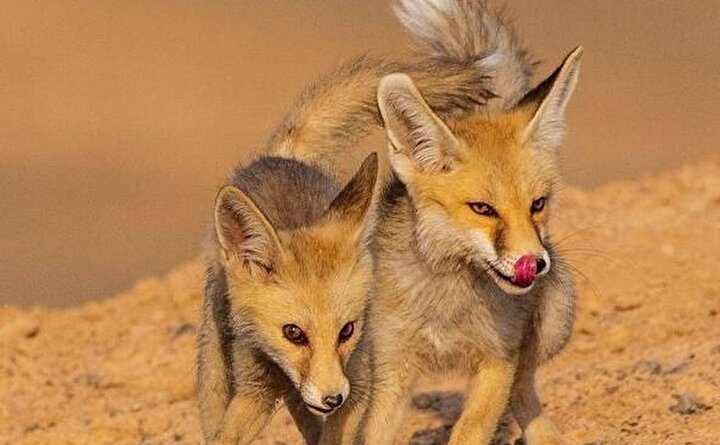 پرسه روباه‌ها روی سکوهای ورزشگاه /فیلم