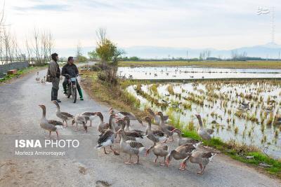 وقتی تالاب می میرد