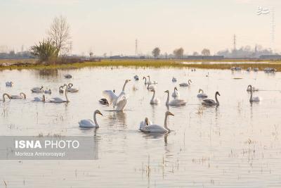 وقتی تالاب می میرد