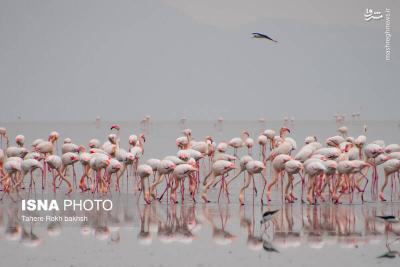 وقتی تالاب می میرد