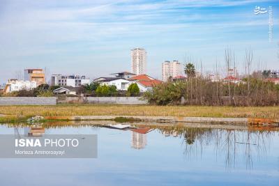 وقتی تالاب می میرد