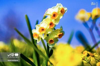 برداشت گل نرگس درمازندران
