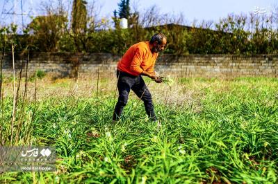 برداشت گل نرگس درمازندران