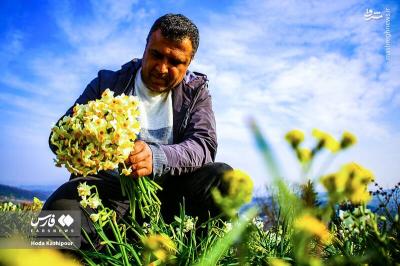 برداشت گل نرگس درمازندران