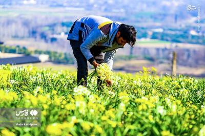 برداشت گل نرگس درمازندران