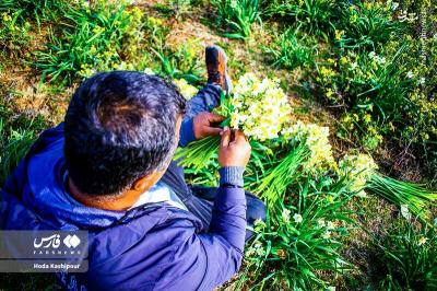 برداشت گل نرگس درمازندران