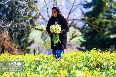 برداشت گل نرگس درمازندران