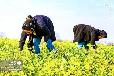 برداشت گل نرگس درمازندران