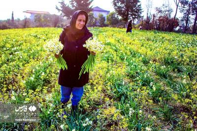 برداشت گل نرگس درمازندران