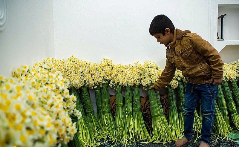برداشت گل نرگس درمازندران