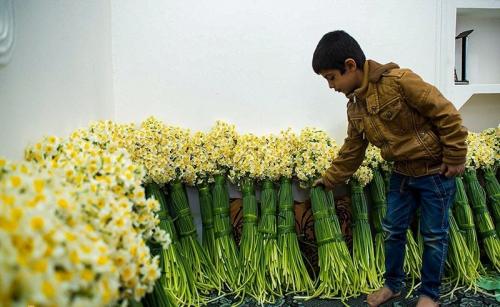 برداشت گل نرگس درمازندران