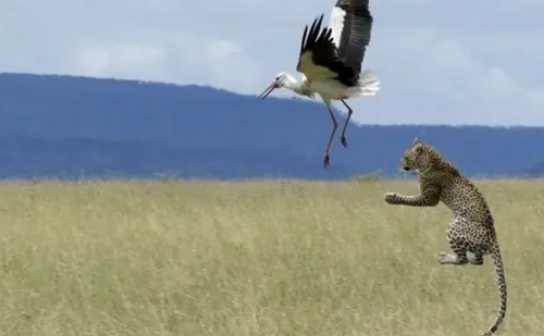  پنهان‌کاری برگ برنده شکار توسط یک پلنگ /فیلم