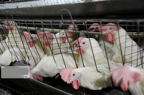  افزایش عرضه، قیمت گوشت مرغ را کاهش داد