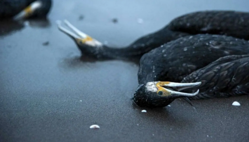 مرگ دسته‌جمعی پرندگان دریایی باکلان / عکس