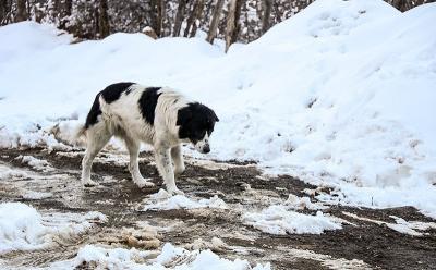 بارش برف زمستانی منطقه گردشگری اشکور 