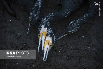 مرگ خاموش باکلان ها