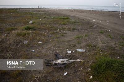 مرگ خاموش باکلان ها