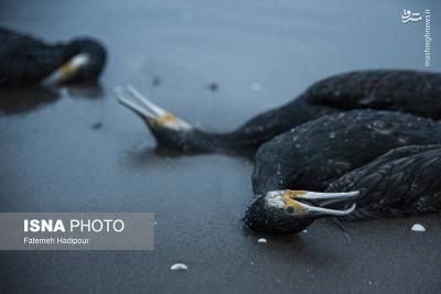 مرگ خاموش باکلان ها