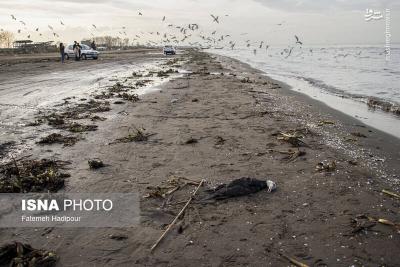 مرگ خاموش باکلان ها
