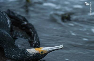 مرگ خاموش باکلان ها